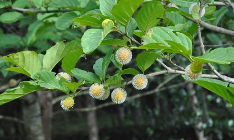 Quả gáo