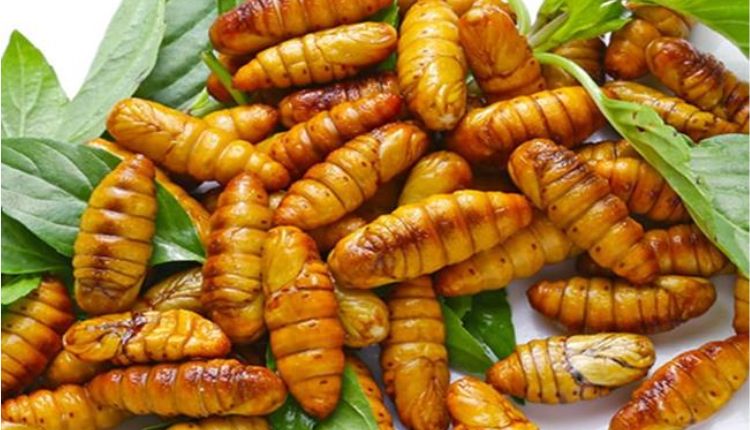 Nhộng ong