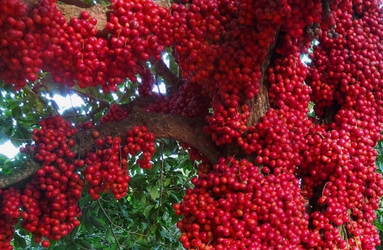 Trái đỏ