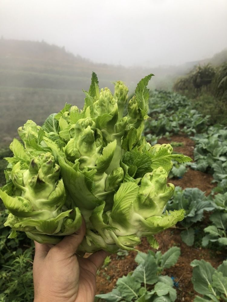 Mầm đá