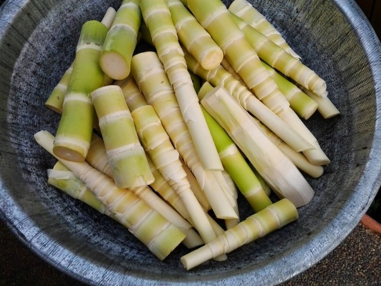 Măng rừng